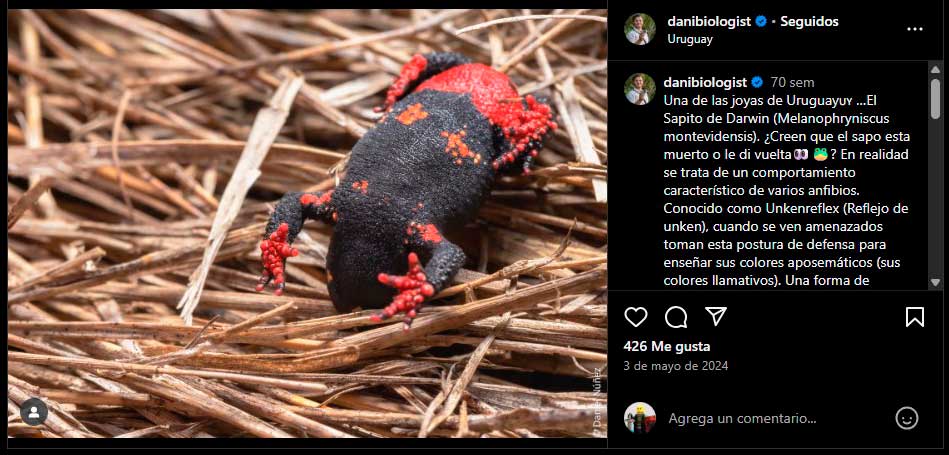 Rana color negro con rojo originaria de Uruguay.