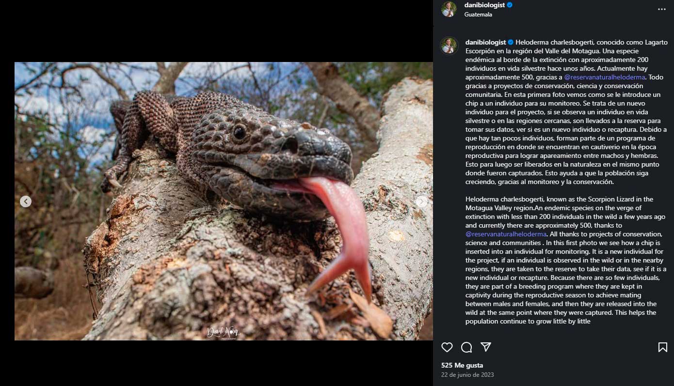 Lagarto dragón o heloderma sacando su lengua hacia la cámara.