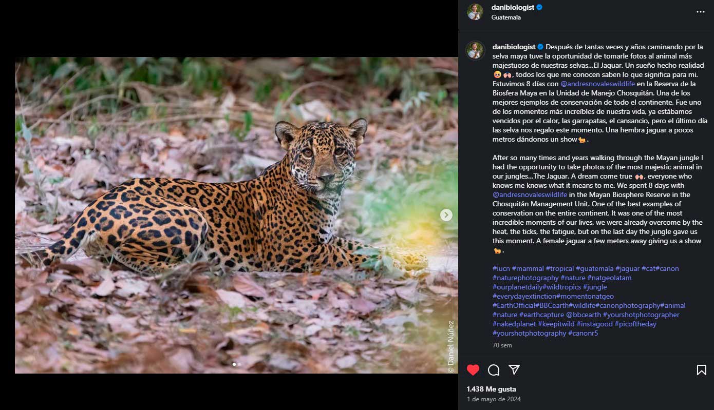 Jaguar captado viendo hacia la cámara.