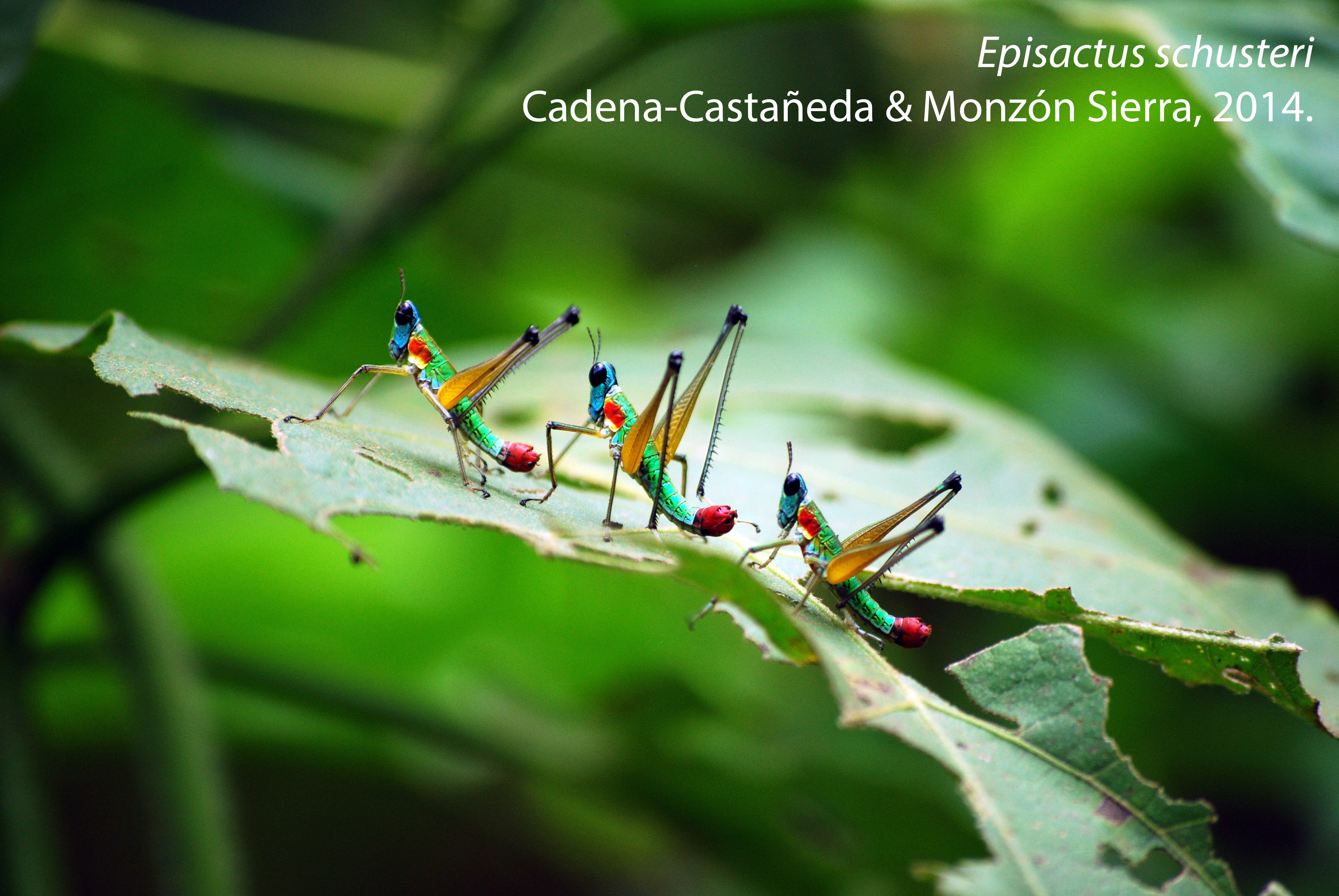 El lado creativo de la ciencia: ¿cómo se eligen los nombres científicos más curiosos? El lado creativo de la ciencia: ¿cómo se eligen los nombres científicos más curiosos?