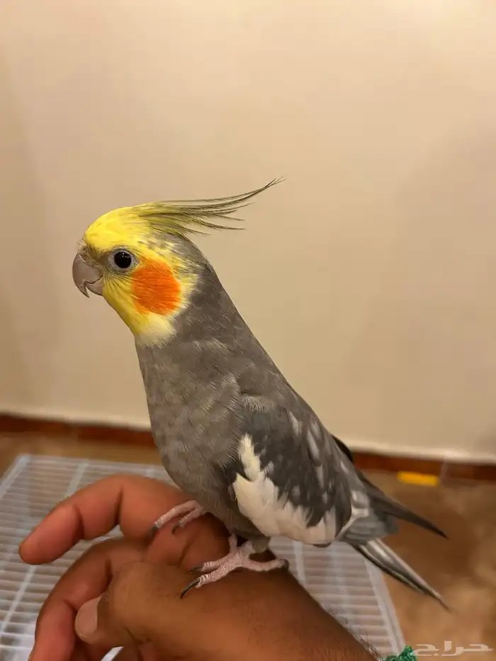 طير كروان