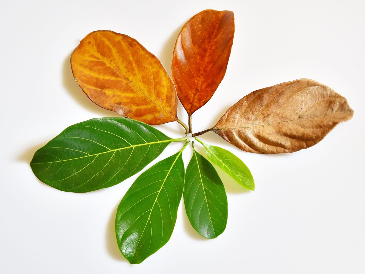 A collection of different colored leaves