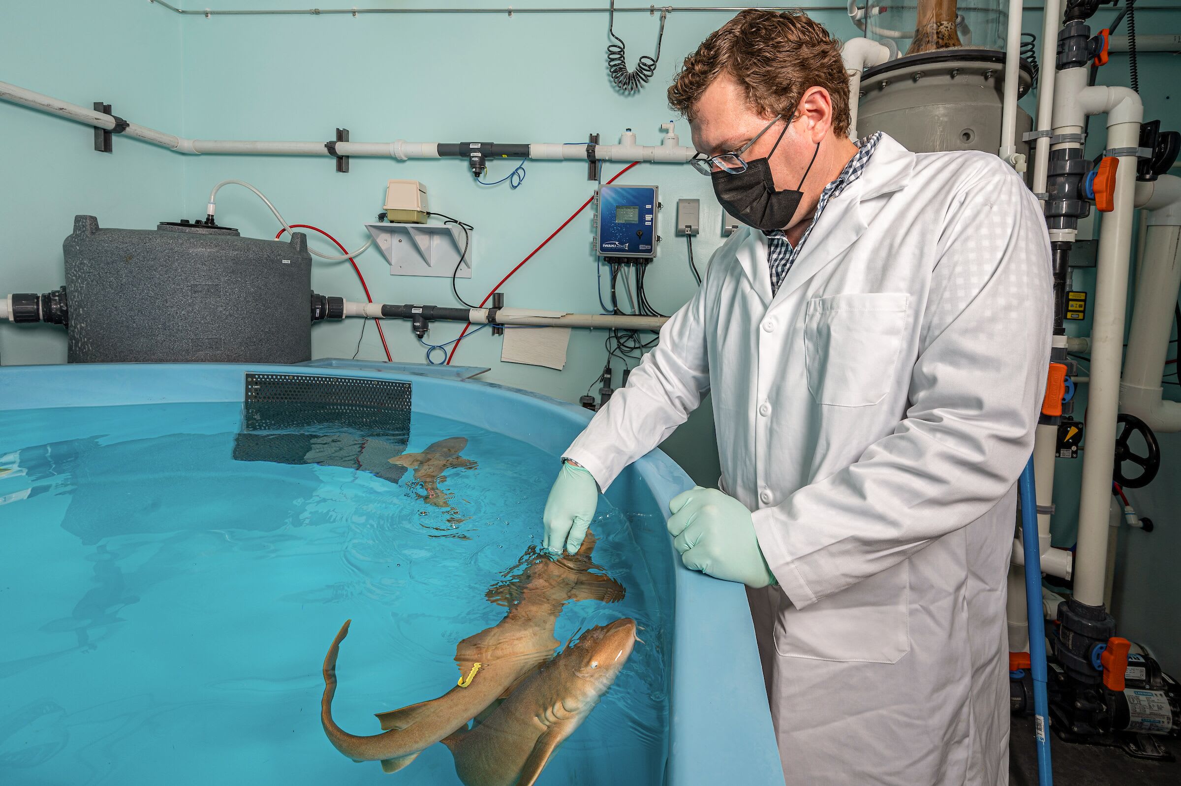 Fighting metastatic cancer with the help of sharks News UW Health