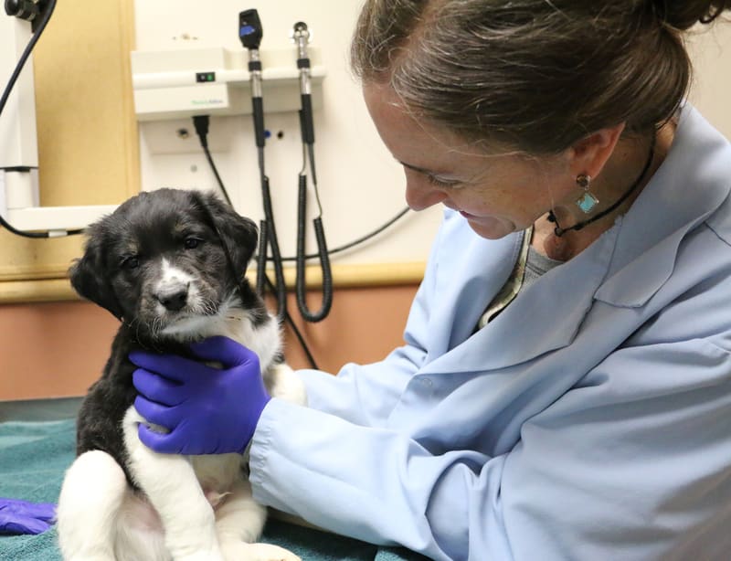 A doctor cares for a small black and white puppy
