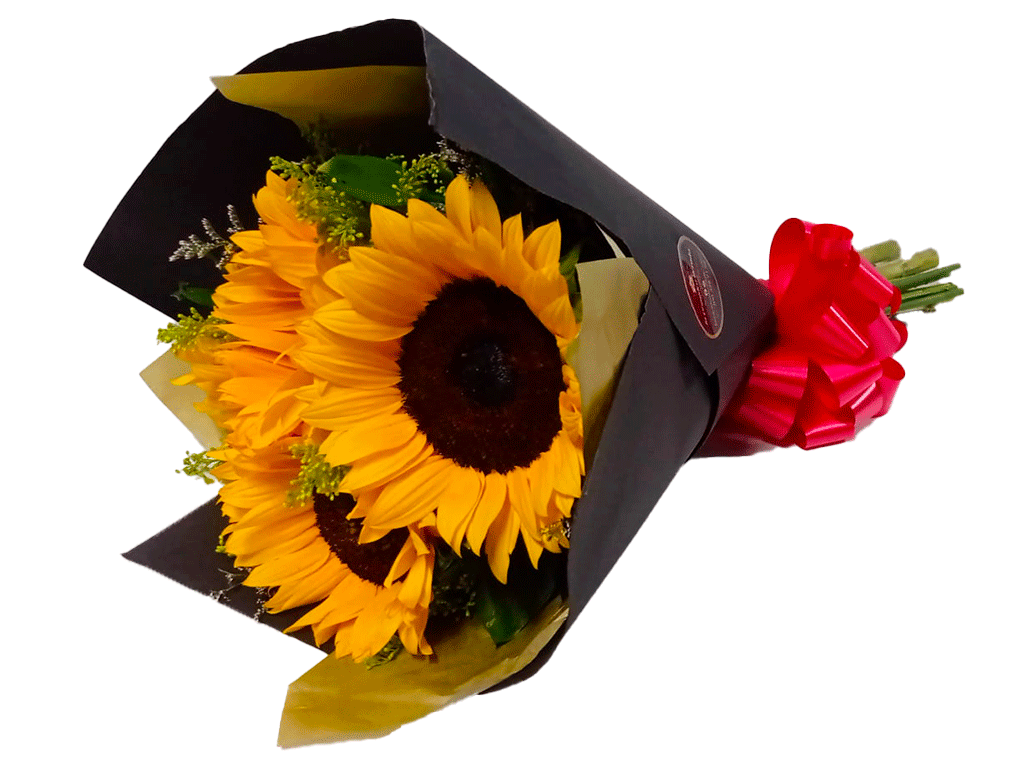 Girasoles en Valledupar