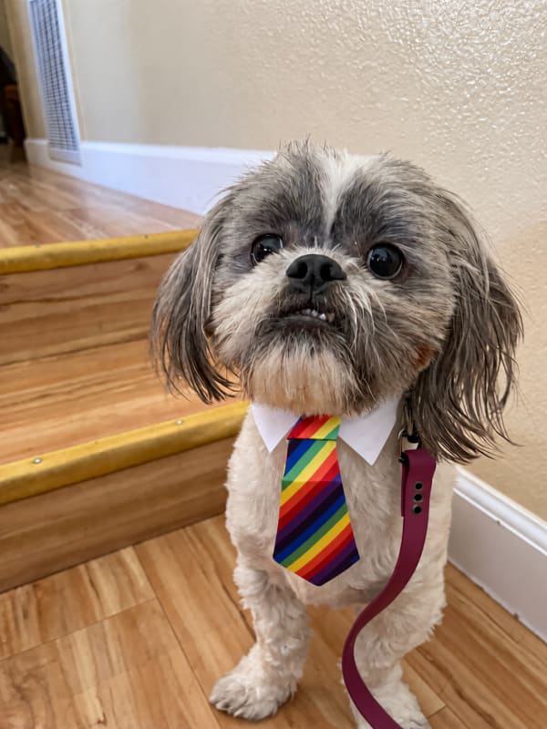 Roscoe the Shih Tzu, freshly groomed and wearing a small bow tie