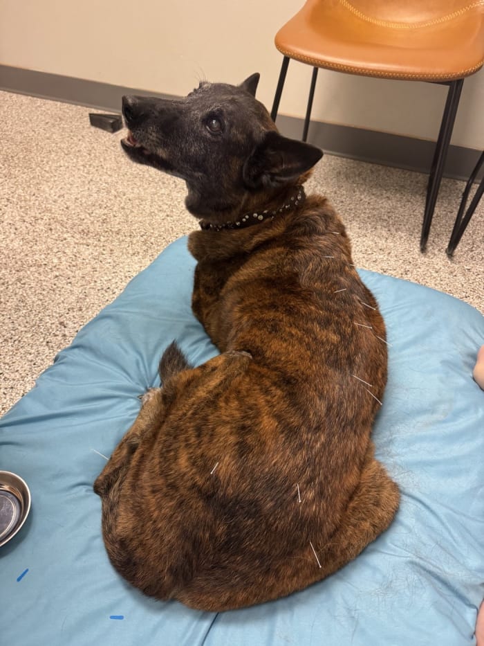 Acupuncture needles placed along Charlie's back and hindquarters during his veterinary rehabilitation session