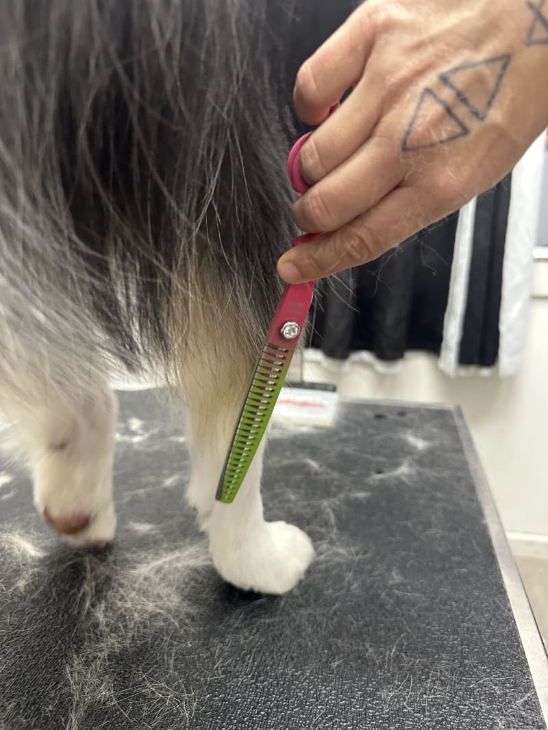 Pink and green chunking shears being used on a dog's coat
