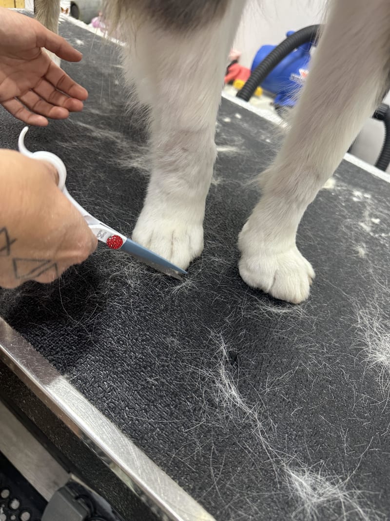 A groomer using small straight shears to trim the hair around a dog's paw