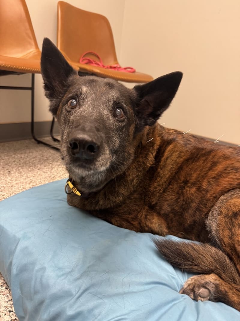 Charlie, a senior brindle shepherd mix, resting calmly with acupuncture needles in his shoulder at a Sacramento rehabilitation clinic