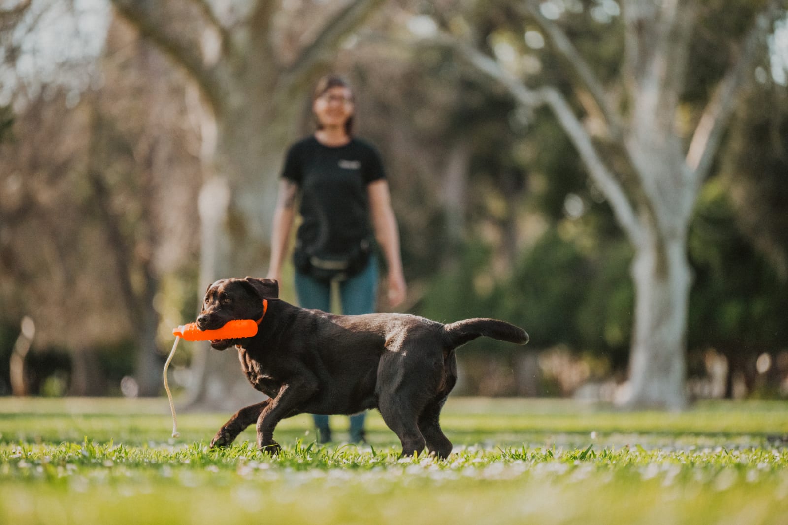Dog trainer Alexia Rodriguez with her Labrador retriever and Cane Corso in a grassy park in Roseville, California