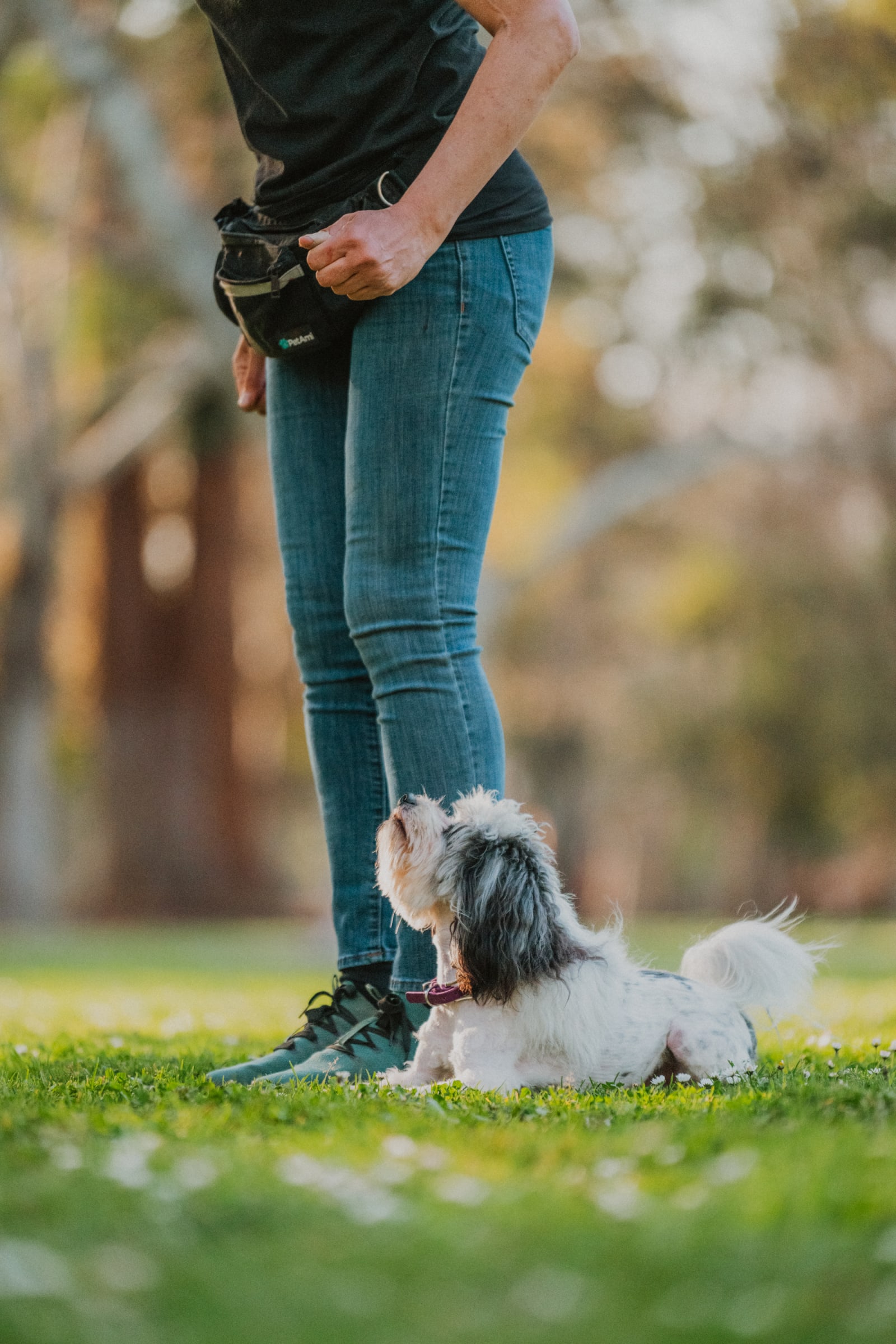 Small dog training with a Roseville dog trainer, puppy board and train