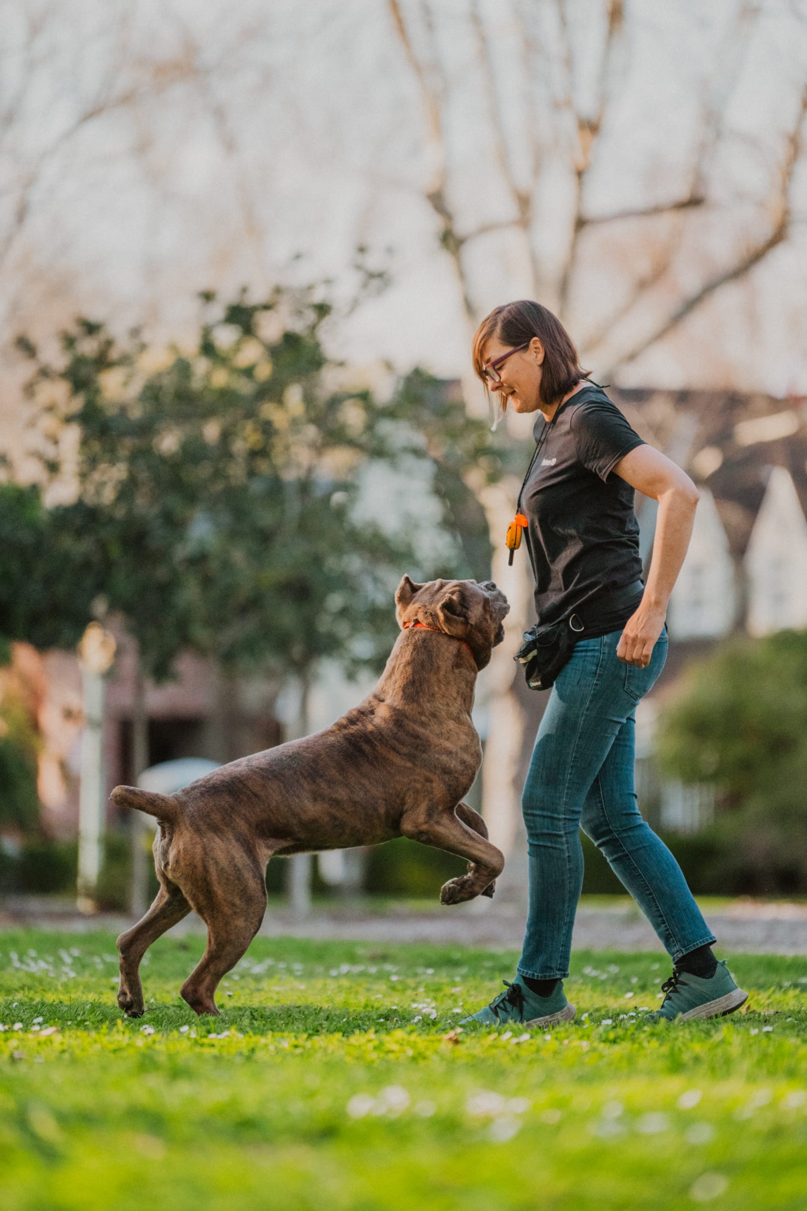 Dog during a board and train program in Roseville, California