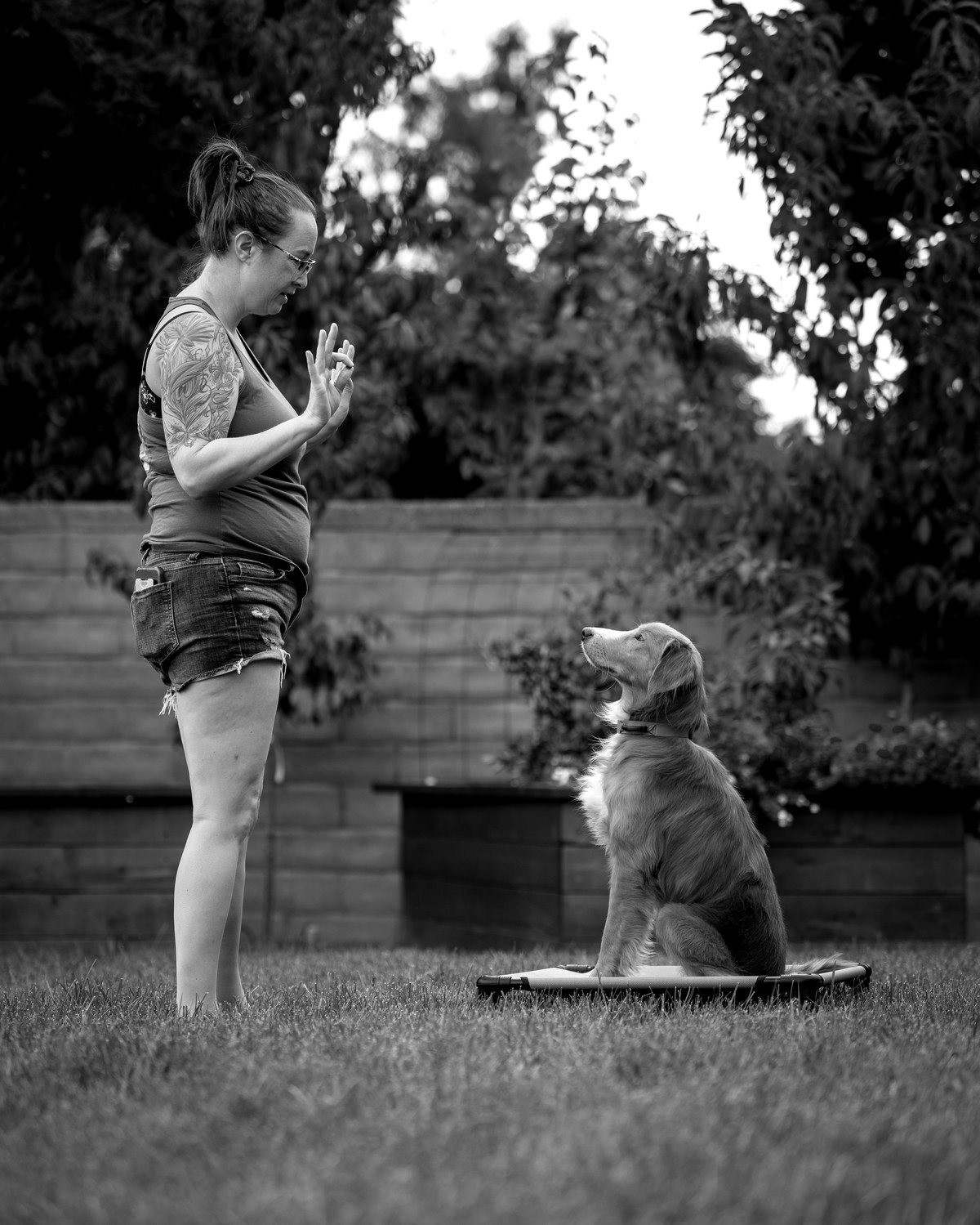 Terra of Wholistic Canine giving a hand signal to a fluffy dog sitting calmly on a raised dog cot in a backyard.