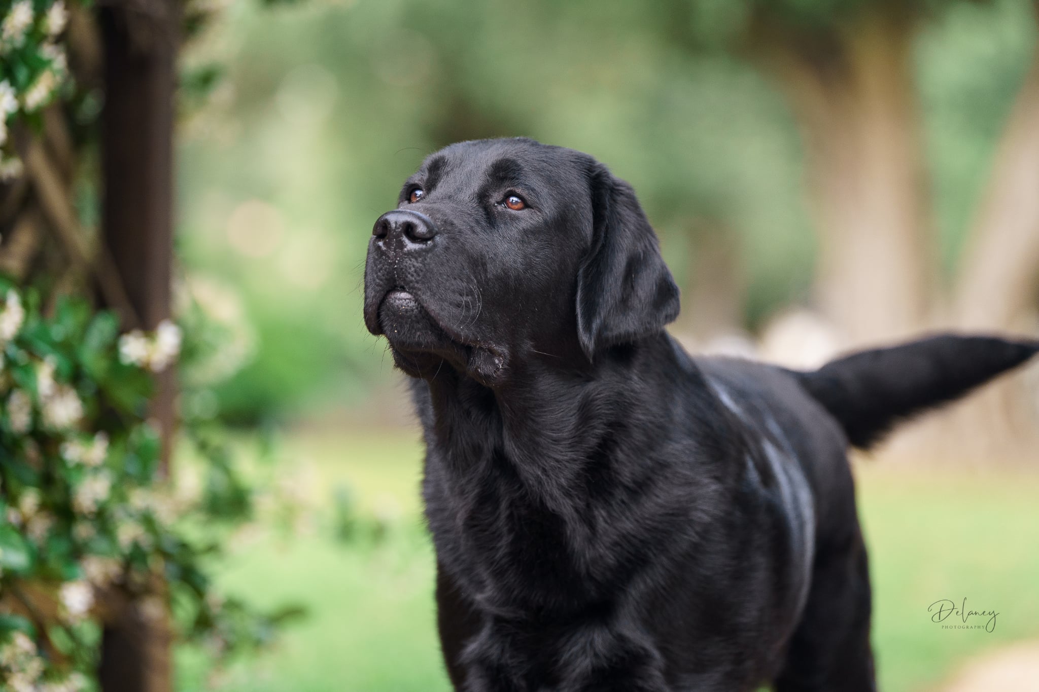 Young black puppy sitting outdoors and looking up, puppy board and train serving Roseville, California