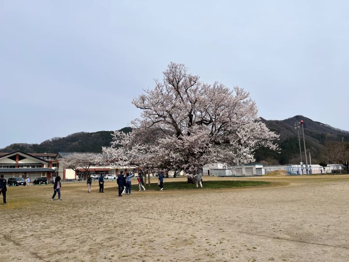 福井県のツーリングスポット 真野小学校のエドヒガンサクラ