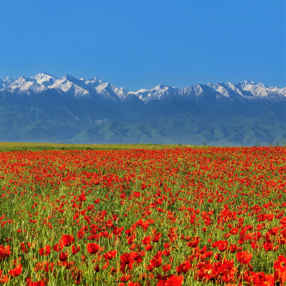 Spring in Kazakhstan
