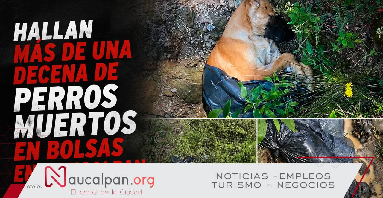 Hallan más de una decena de perros muertos en bolsas en Naucalpan