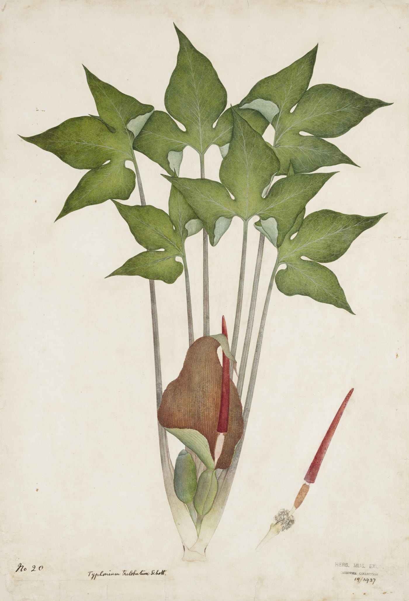 Most of the parts of this arum (Typhonium trilobatum) are used in traditional medicine in India. According to Ayurveda, the rhizome is used 