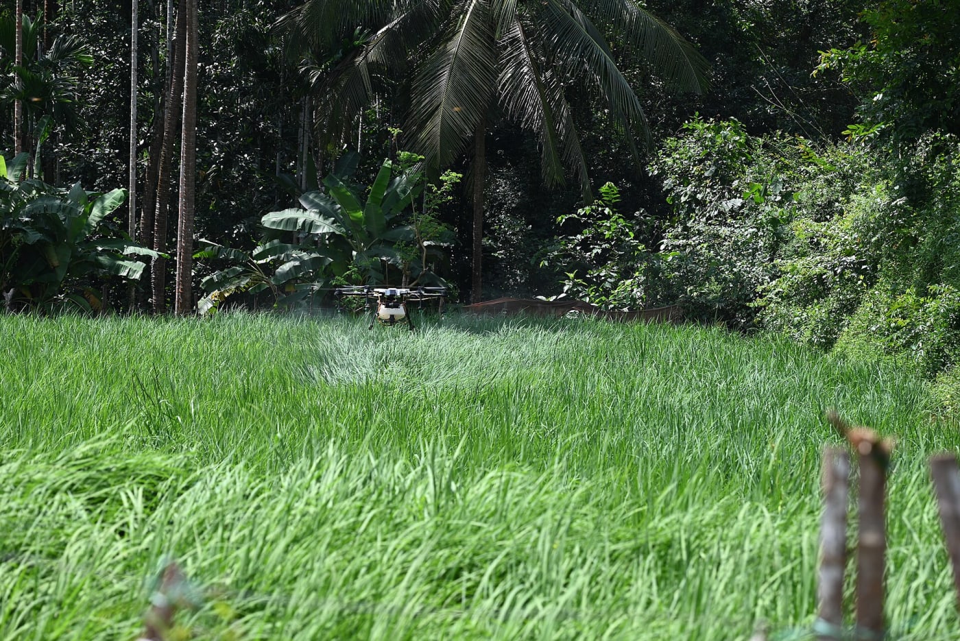 Agricultural drone spraying on paddy field