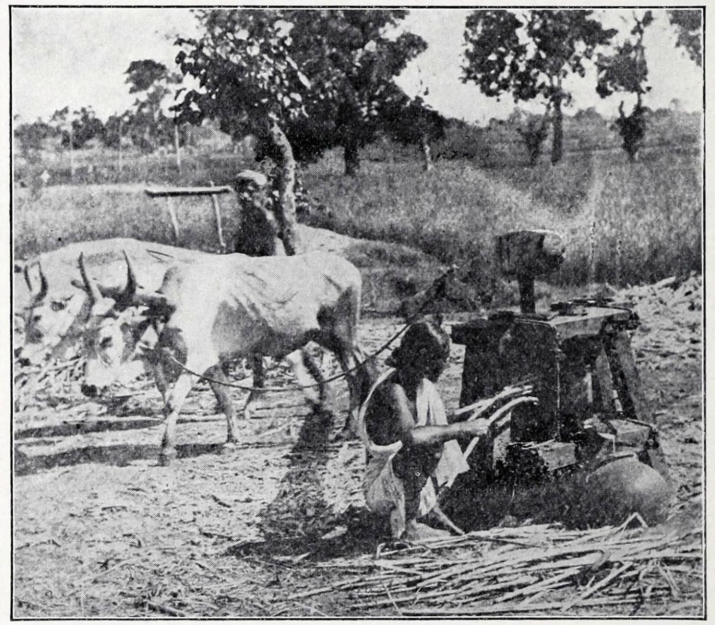 Caption: Grinding sugar in Western India