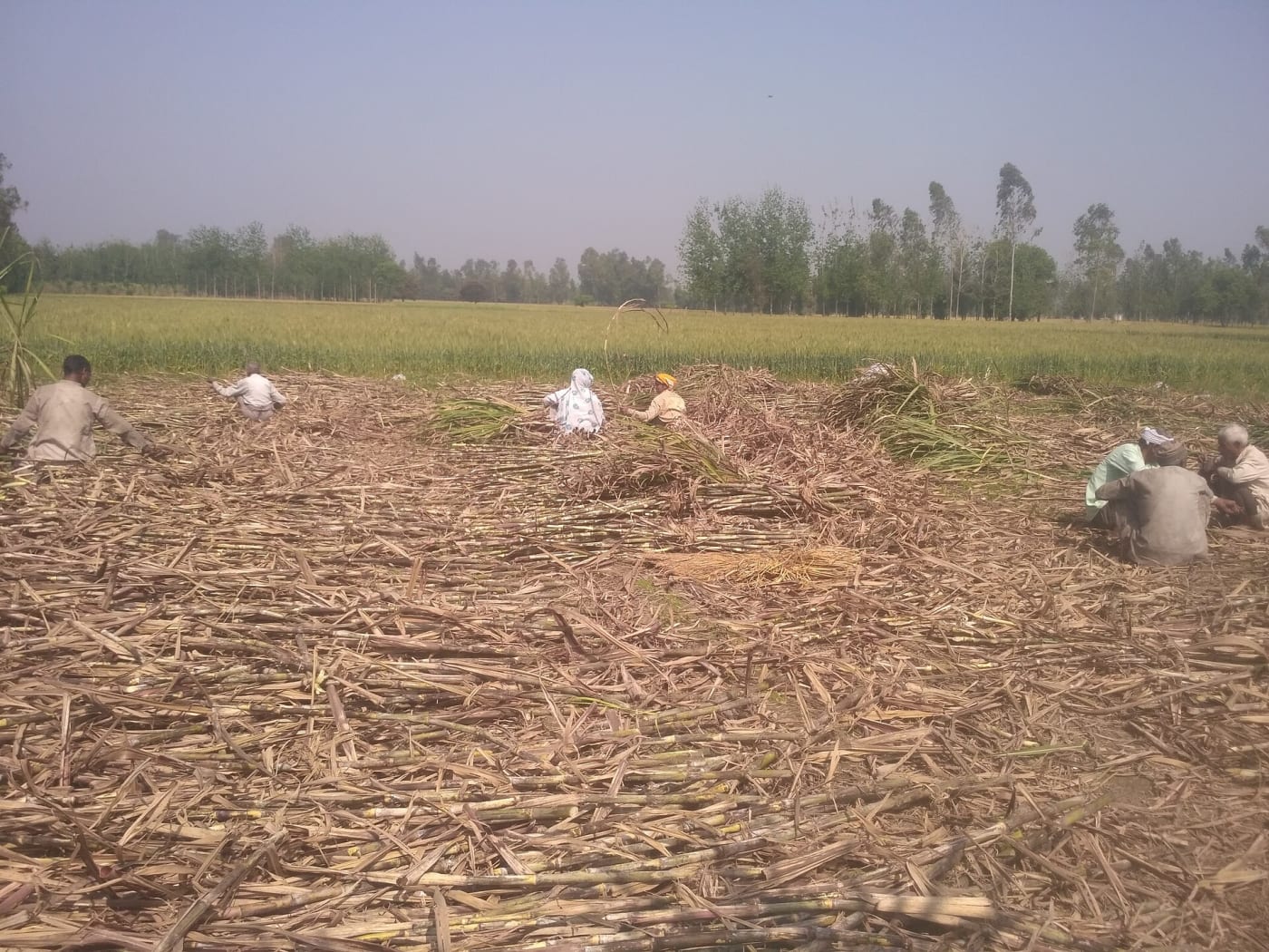 Farming and ready to deliver to mills