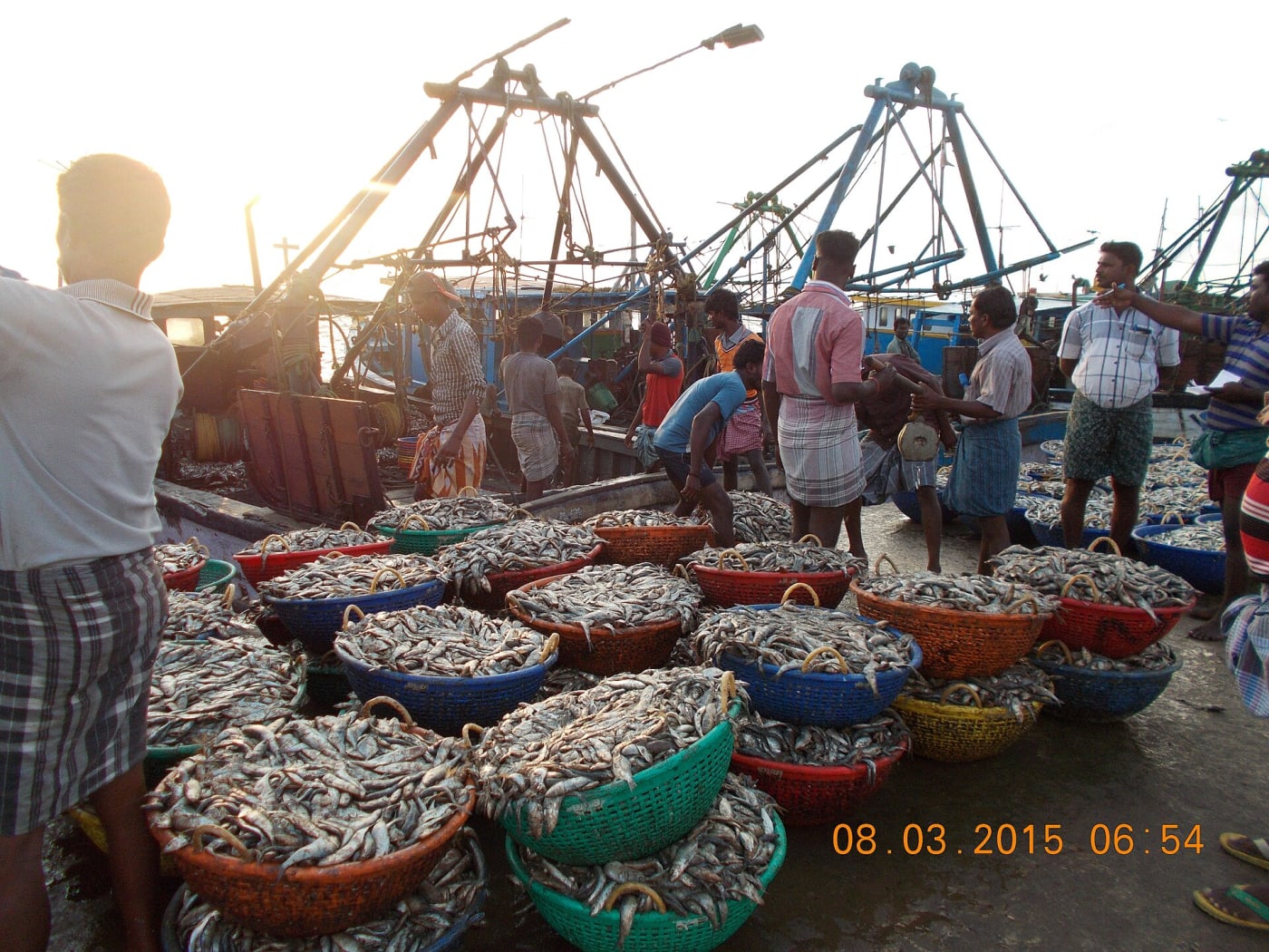 A huge catch of Sardines being loaded into weighing baskets.