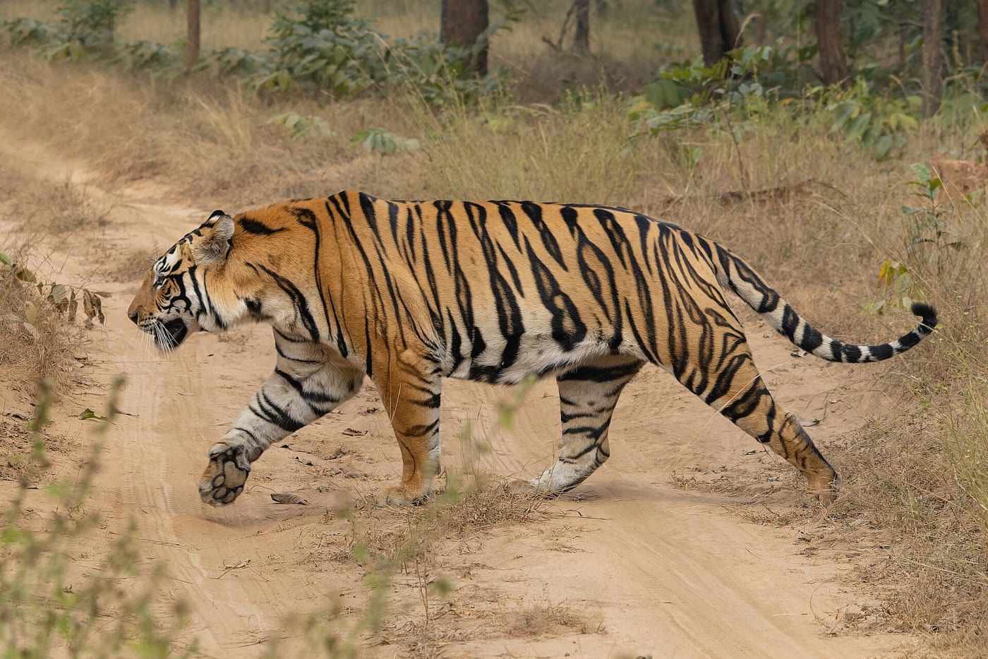 Bengal tiger ( Panthera tigris tigris , Felidae , Carnivora ) in Sanjay Dubri Tiger Reserve , Madhya Pradesh, India.