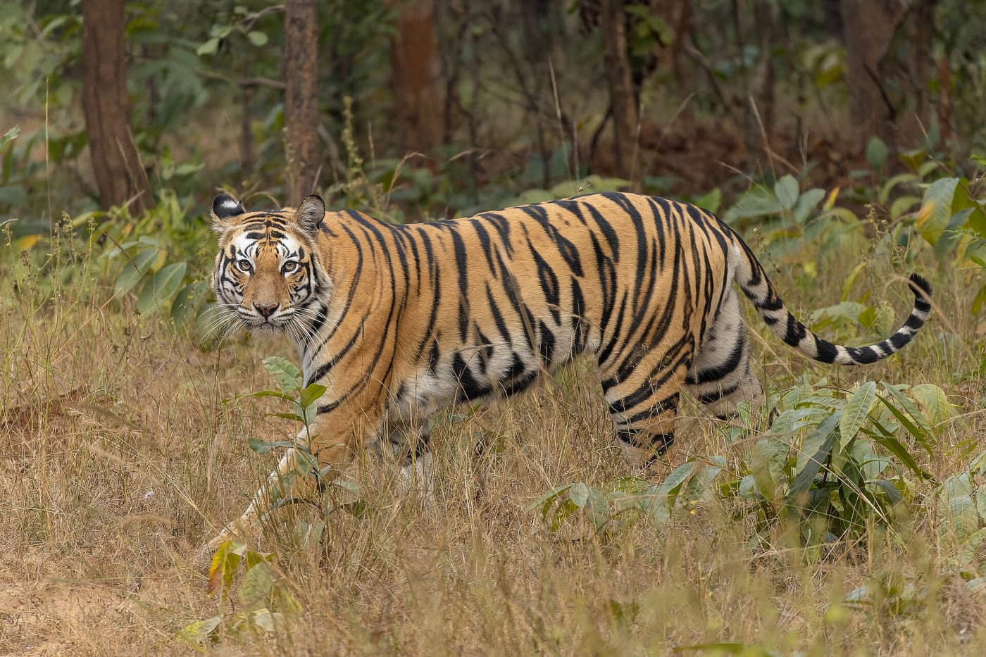Bengal tiger ( Panthera tigris tigris , Felidae , Carnivora ) in Sanjay Dubri Tiger Reserve , Madhya Pradesh, India.