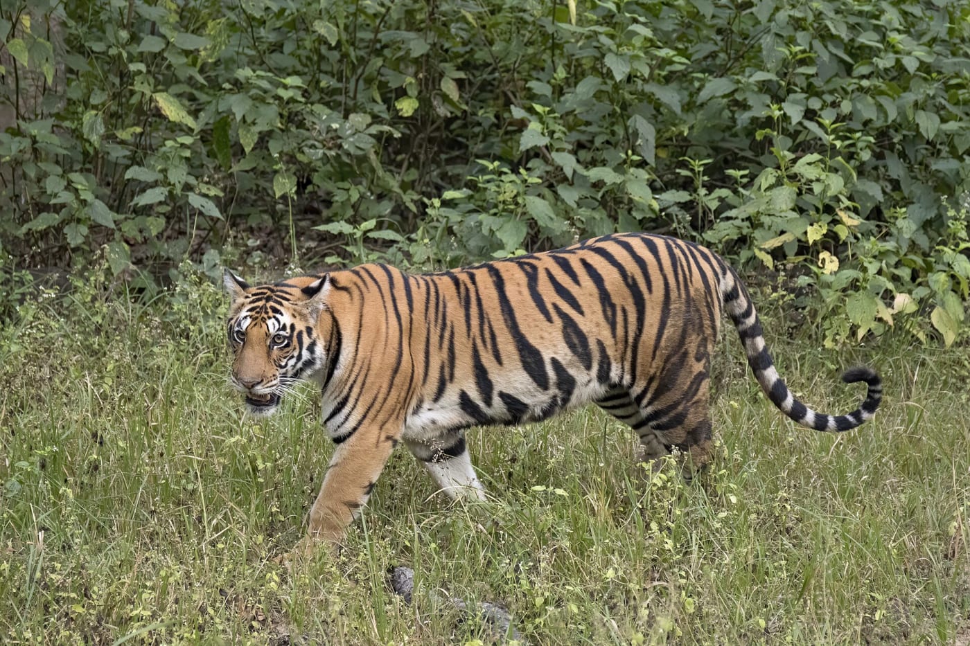 Bengal tiger ( Panthera tigris tigris ) female, Kanha National Park , India.