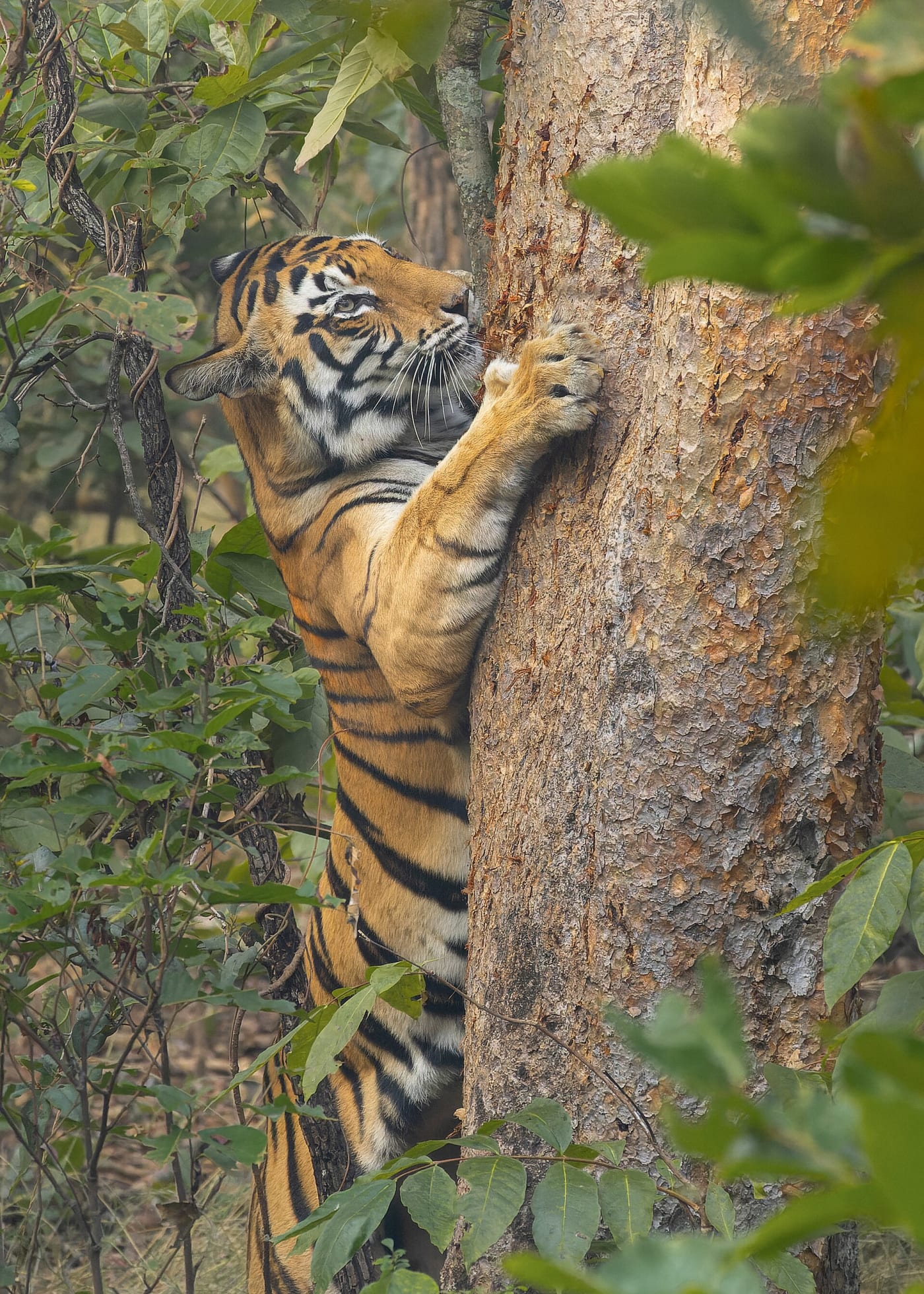 Bengal tiger ( Panthera tigris tigris , Felidae , Carnivora ) scratching tree in Sanjay Dubri Tiger Reserve , Madhya Pradesh, India.