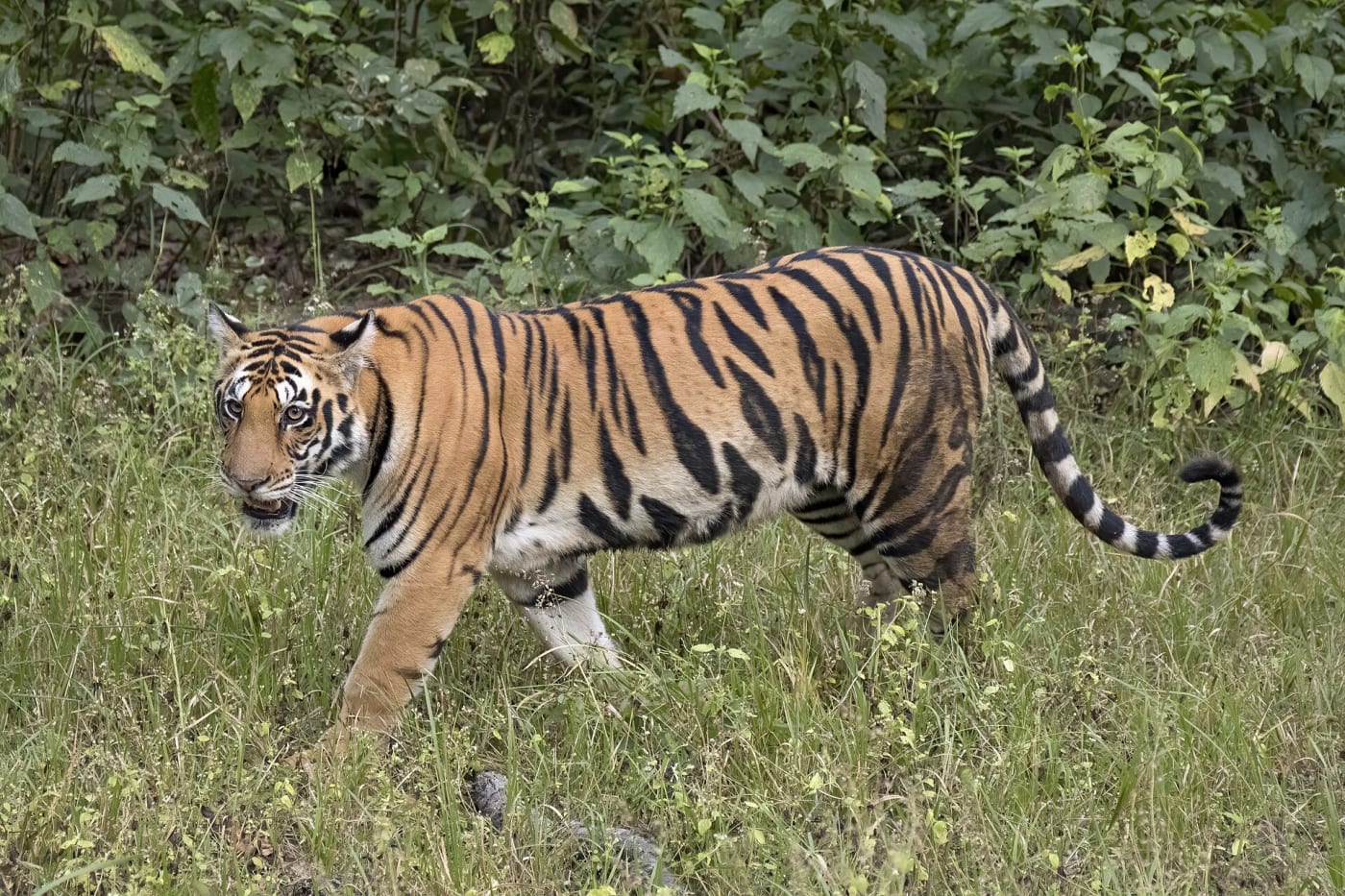 Bengal tiger ( Panthera tigris tigris ) female, Kanha National Park, India