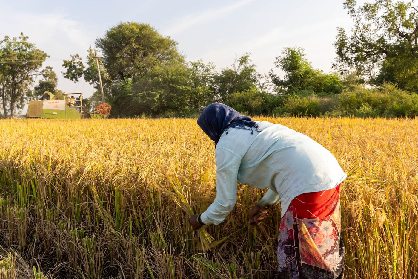 A woman farmer harvesting rice with a sickle in Raichur district, Karnataka, with a combine harvester behind