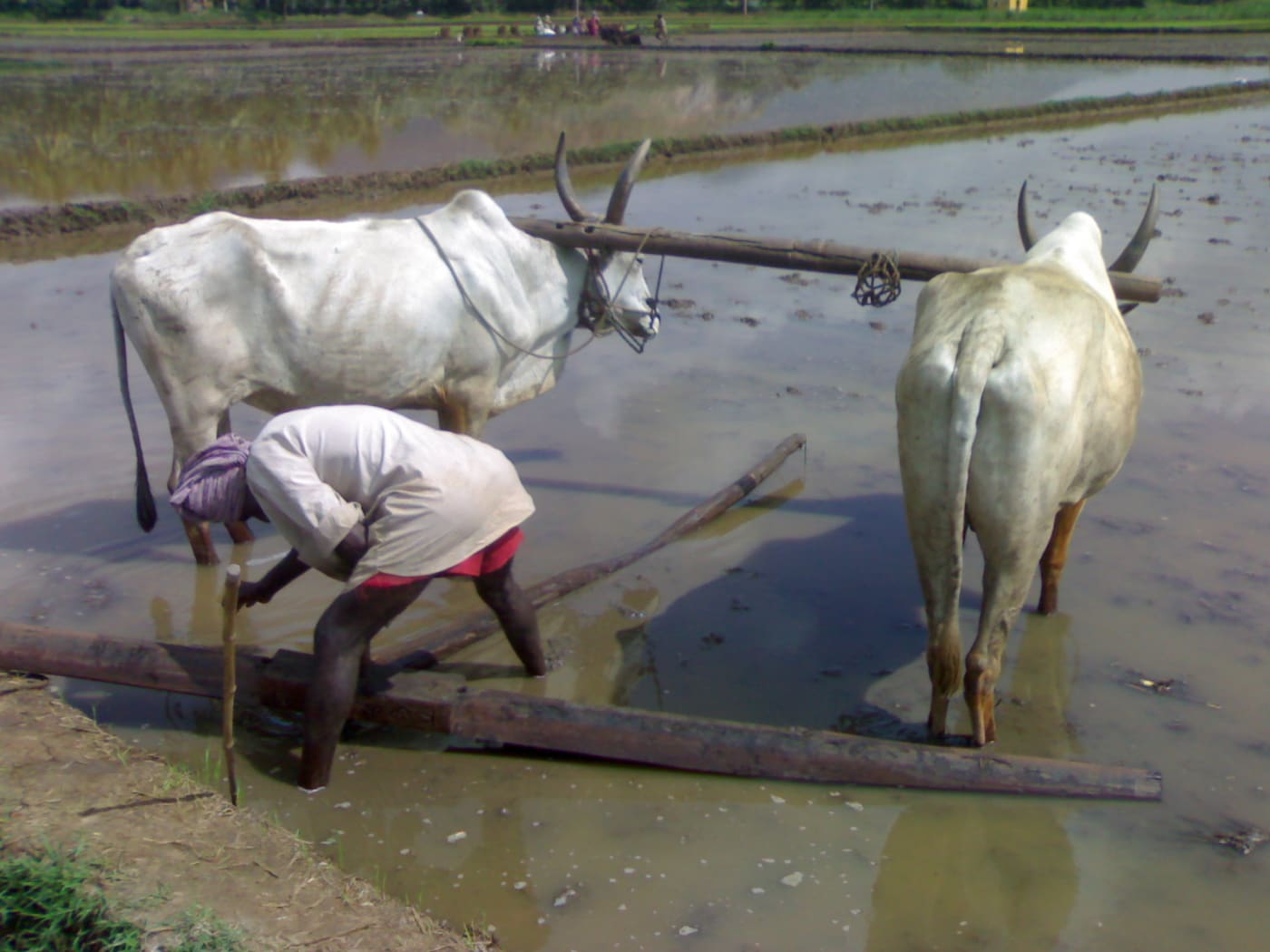 A farmer near Madurai preparing a field with a farm tool called a parambu