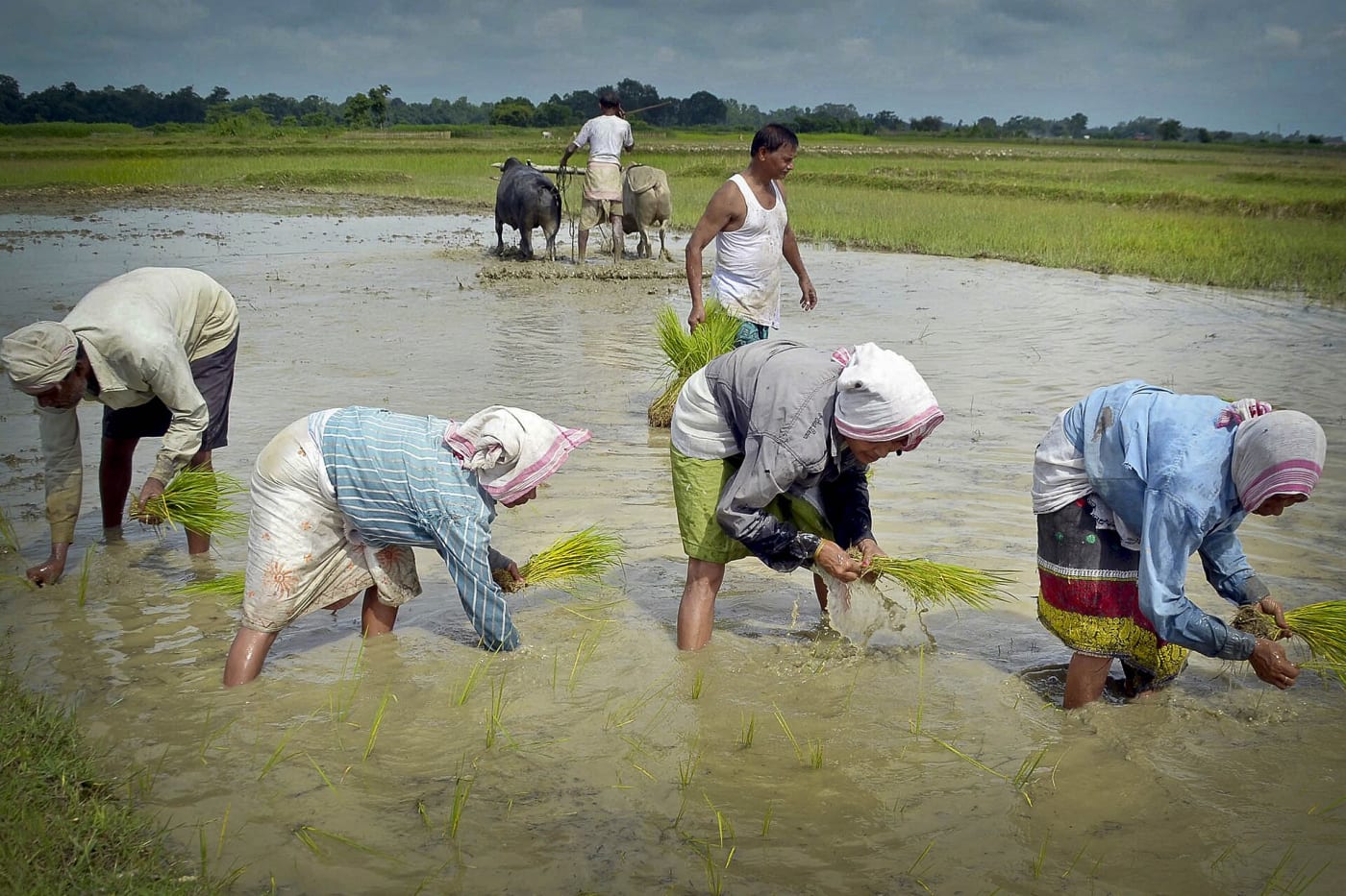 Assamese women planting paddy seedlings in their field in Pahukata village, Nagaon district, Assam