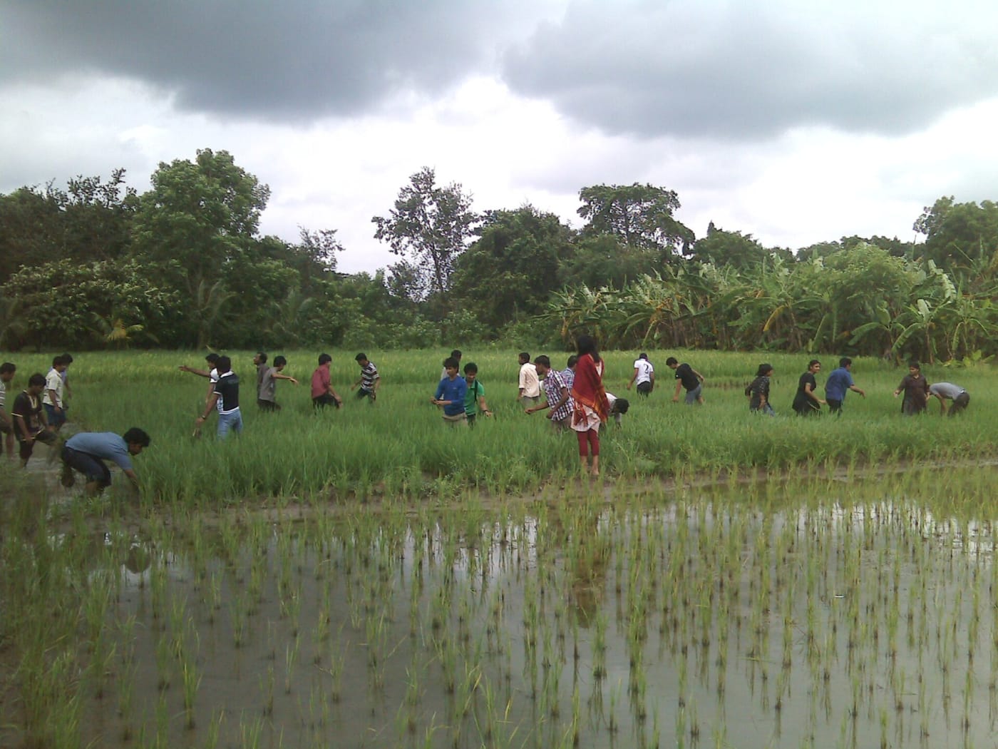 Students of the Faculty of Agriculture transplanting rice seedlings during practical work