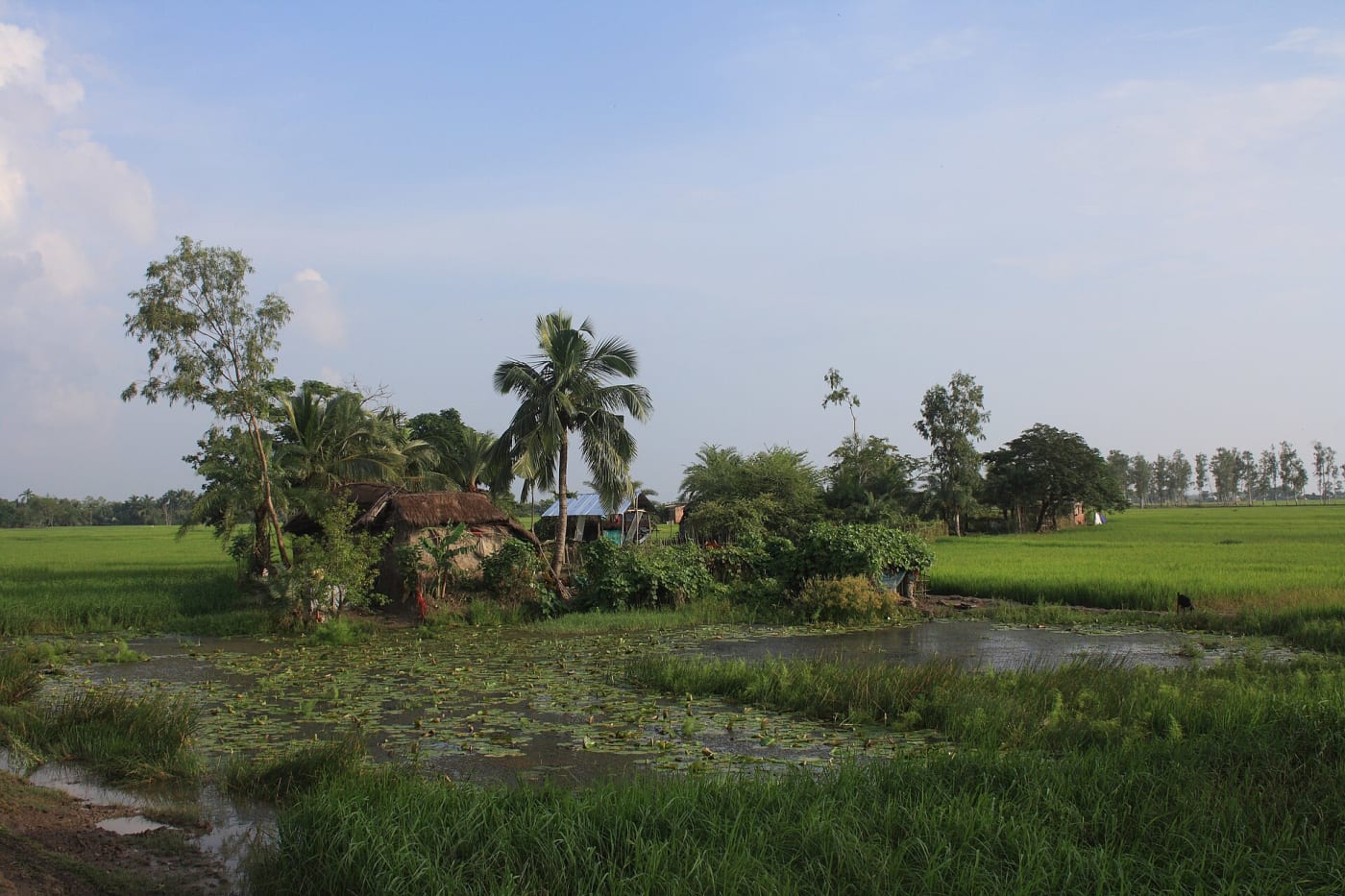 A farm on an island in the Ganges delta in the Sundarbans, India, with rice fields in the background