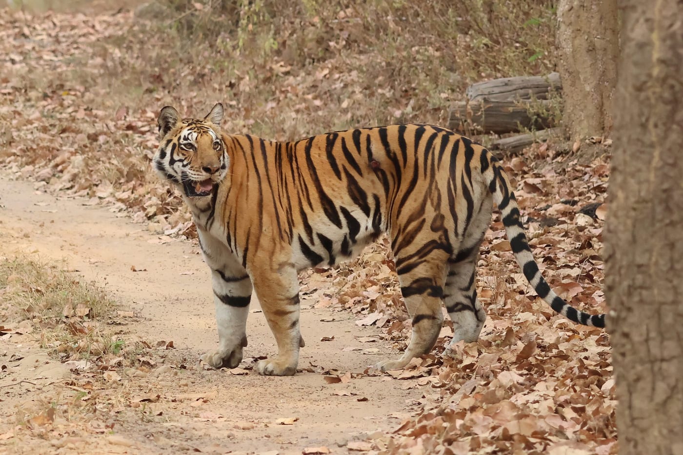 Bengal tiger in Kanha National Park, India