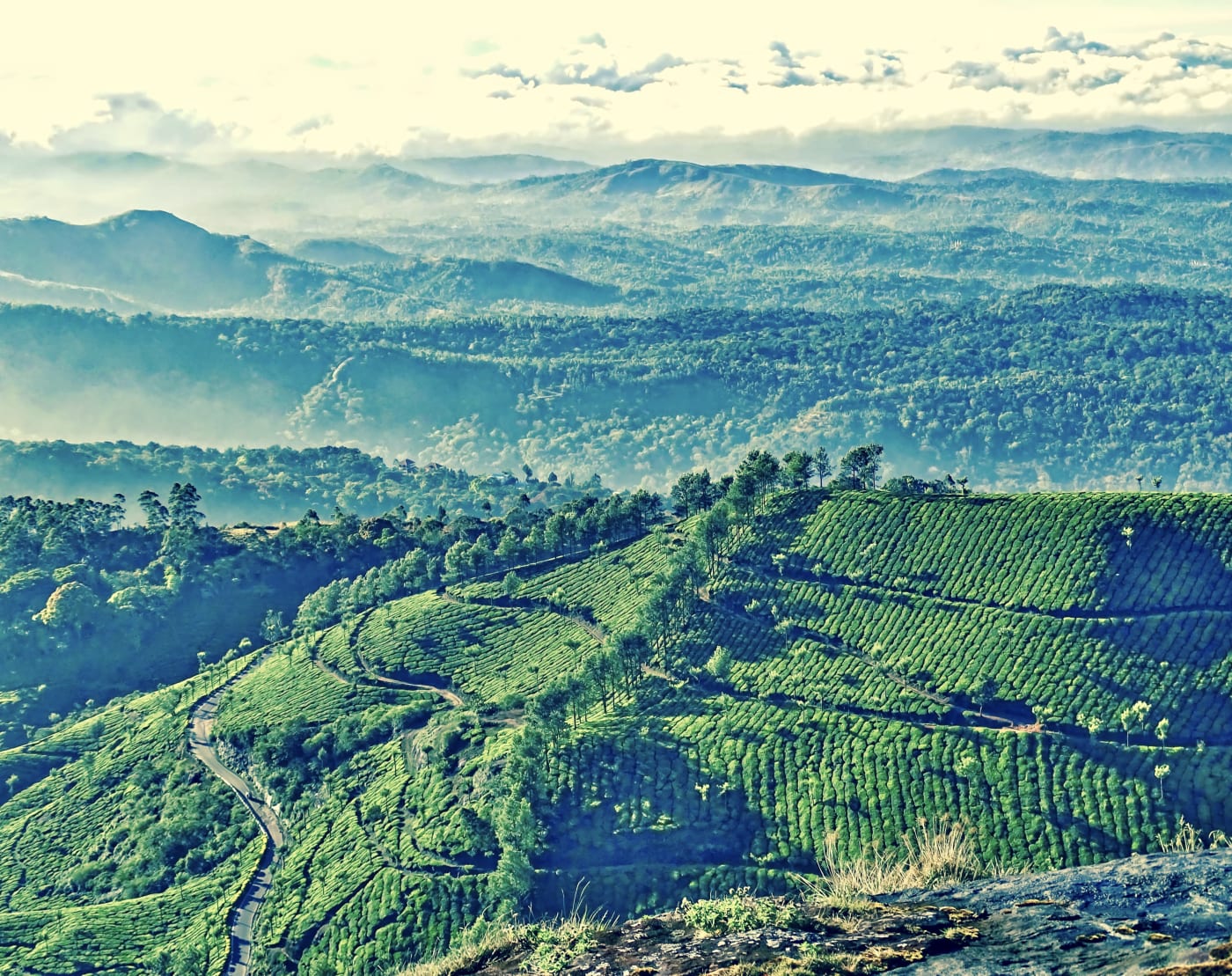 Tea terraces in the hills above Munnar, Kerala.