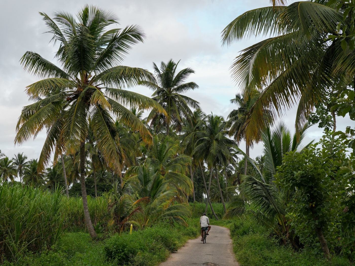 A surfaced rural road through coconut groves, Karnataka.