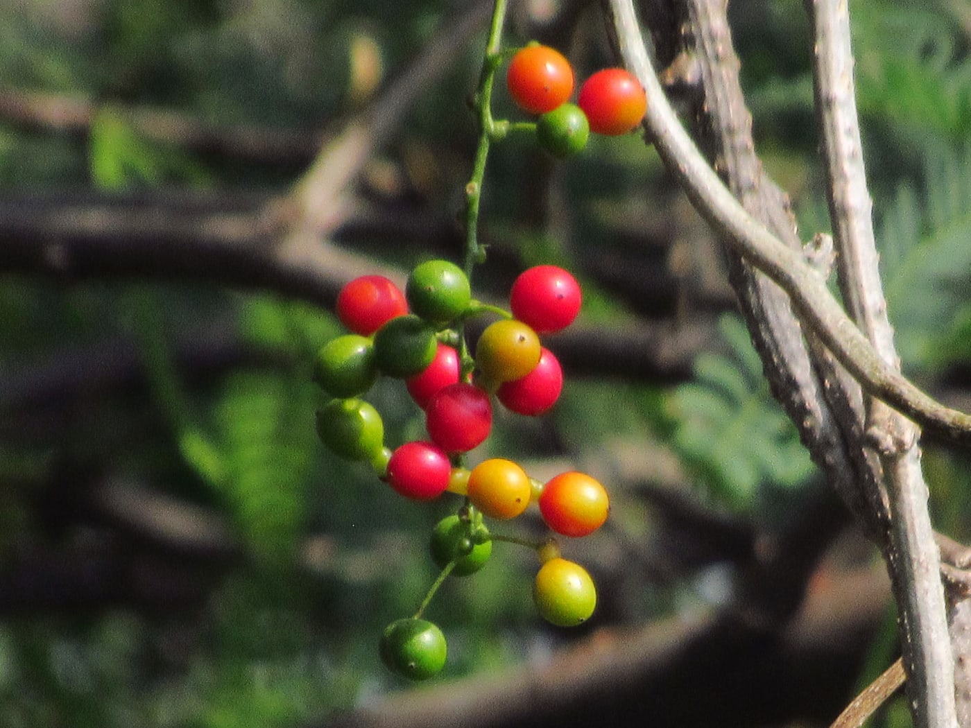 Giloy (Tinospora cordifolia), a creeper long used in Ayurveda.
