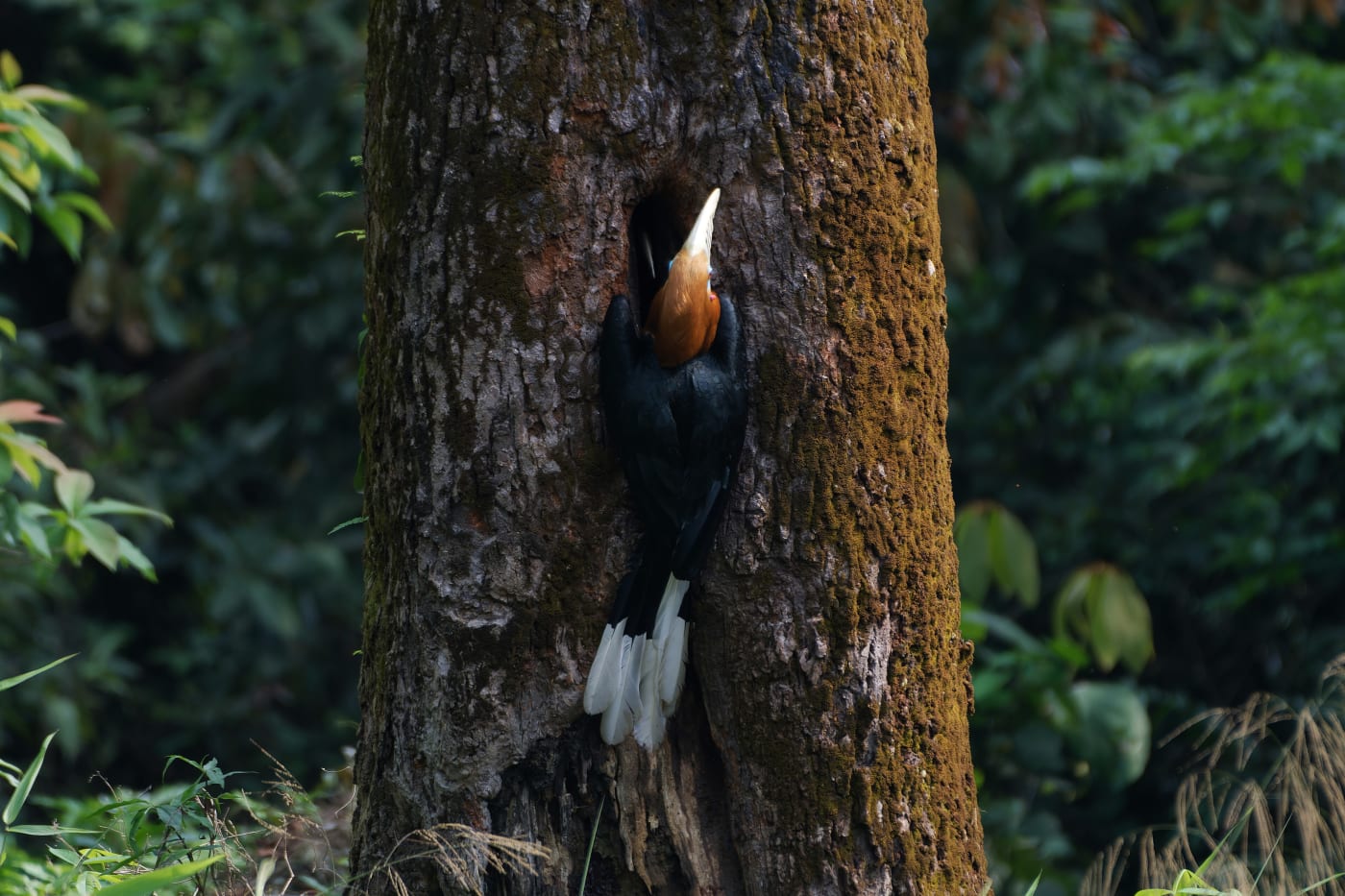 A rufous-necked hornbill in the forests of the North East.