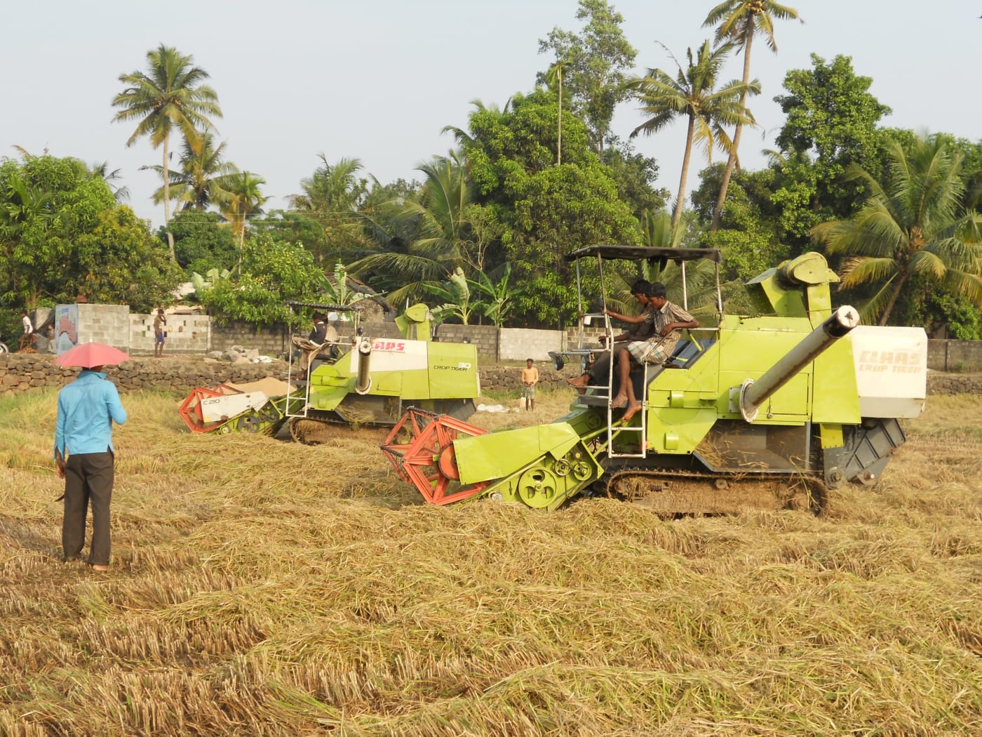 A combine harvester bringing in the paddy crop.