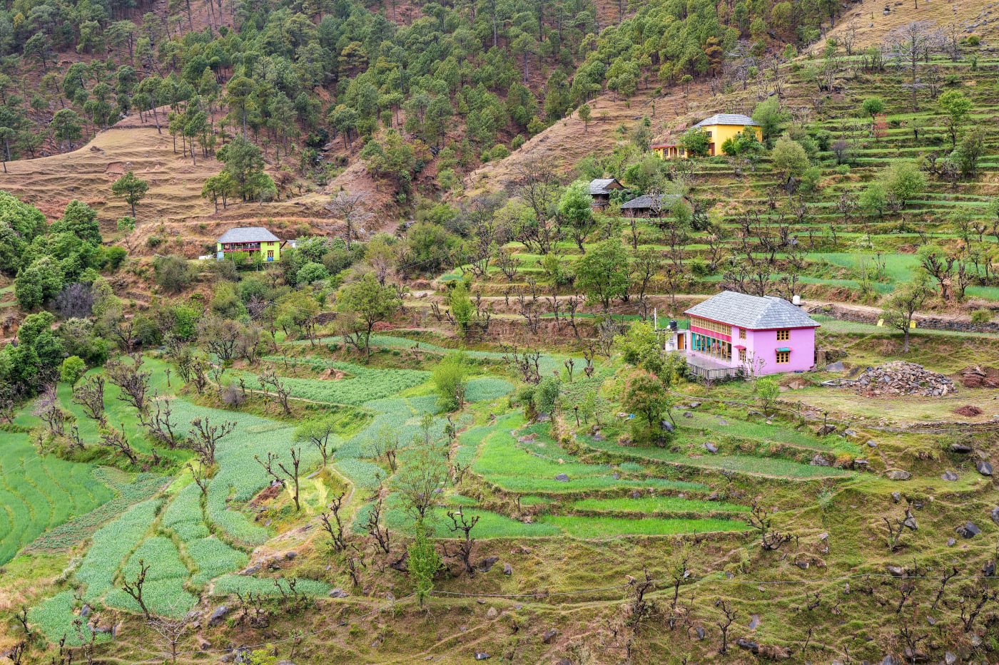 Houses and terraced fields near Kundakh, Mandi district, Himachal Pradesh.
