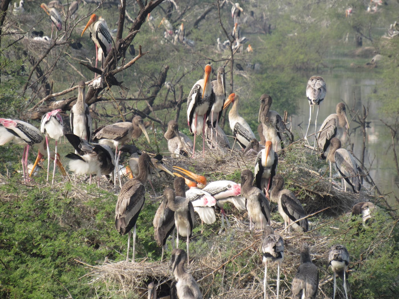 A colony of painted storks at Keoladeo National Park, Bharatpur.