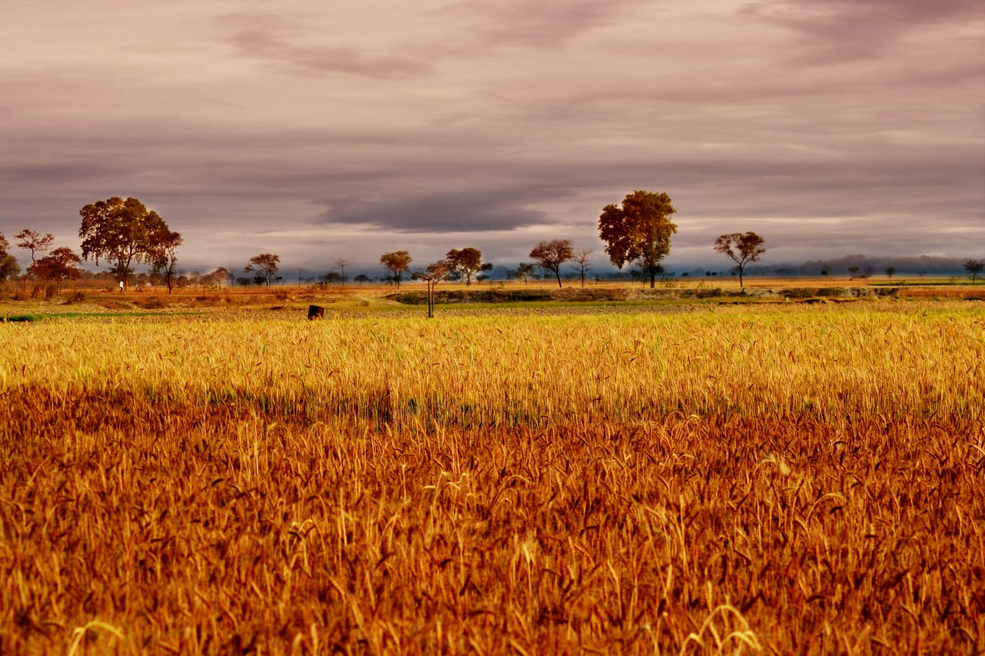 A ripe wheat field in Murshidabad district, West Bengal.