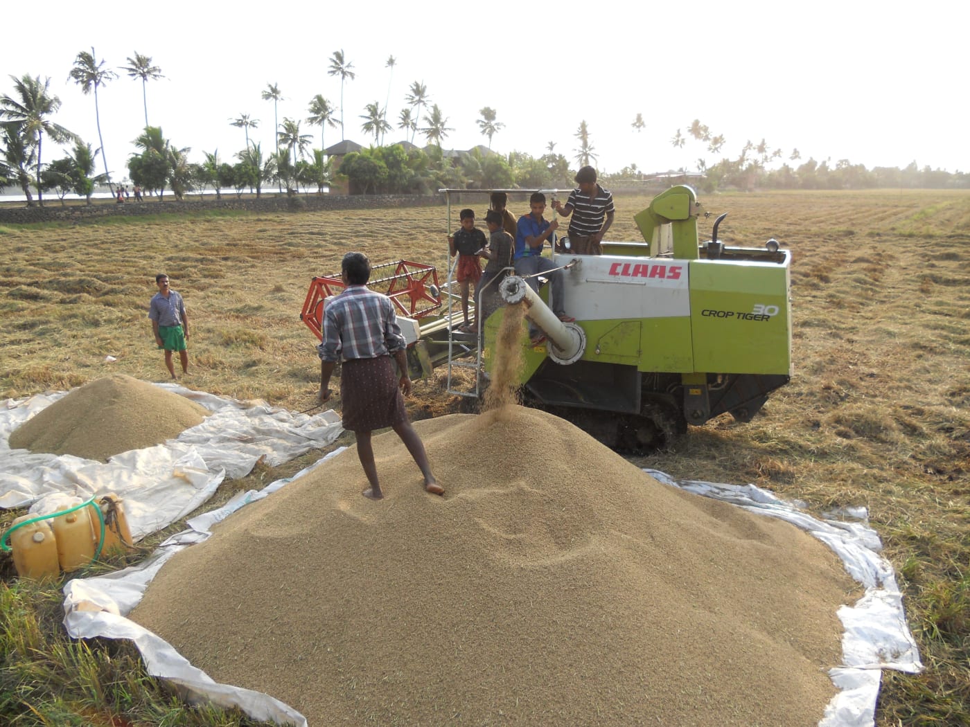 Farmers with a combine harvester and freshly harvested grain in Kerala.