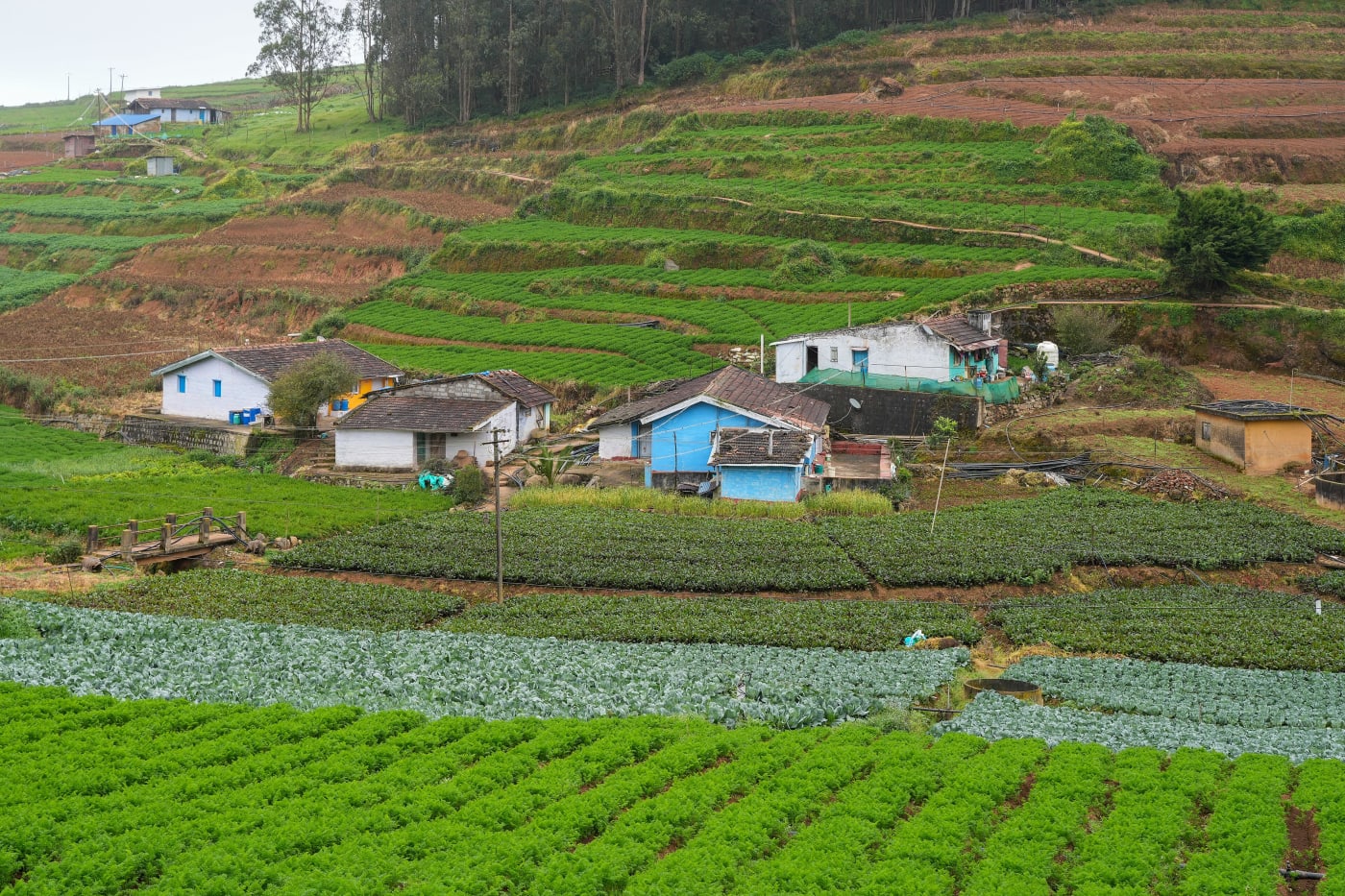 Carrot, cabbage and beetroot fields beside farmhouses in Kulisholai, Nilgiris, Tamil Nadu.