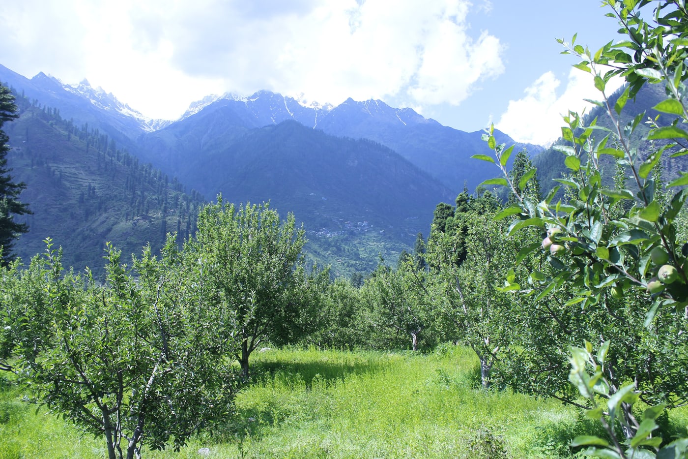 Apple orchards in Pulga, Himachal Pradesh.
