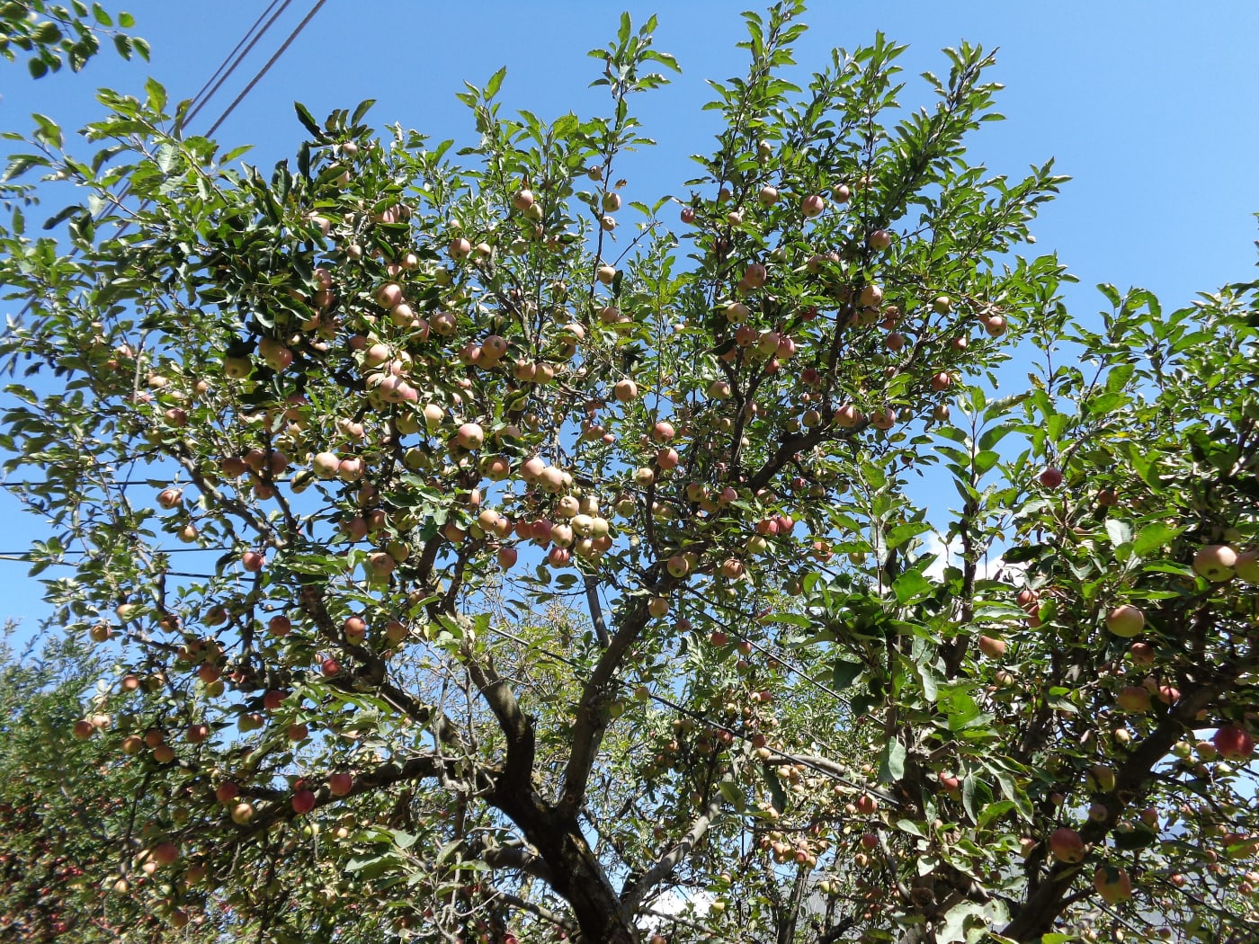 An apple tree laden with fruit on a farm near Manimahesh Lake, Himachal Pradesh.